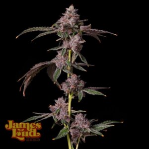 Foam Party Feminized Seeds