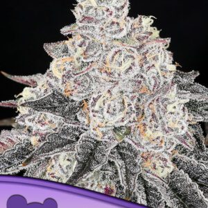 Frozen Black Cherry Feminized Seeds