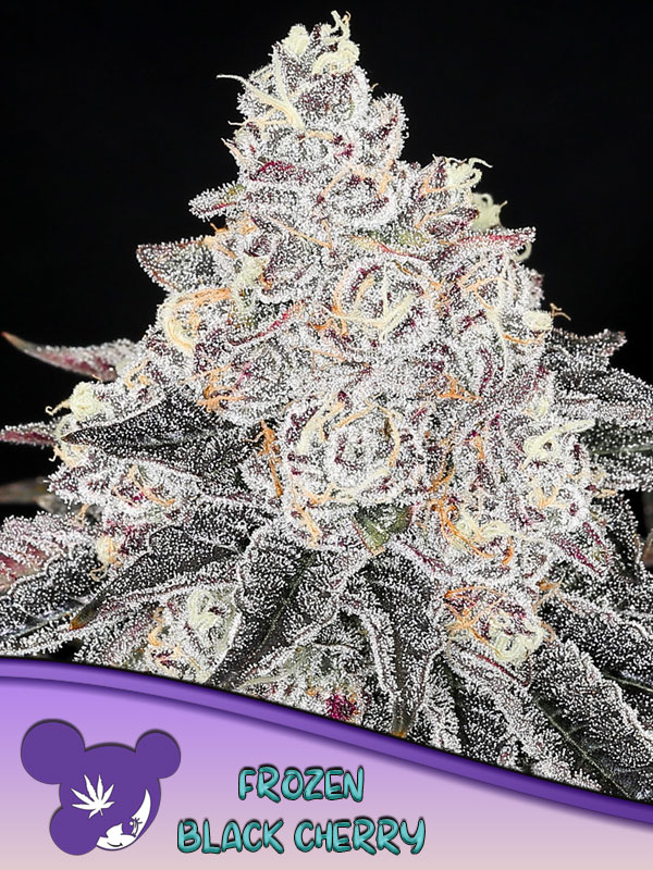 Frozen Black Cherry Feminized Seeds