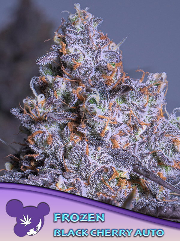 Frozen Black Cherry Auto Feminized Seeds