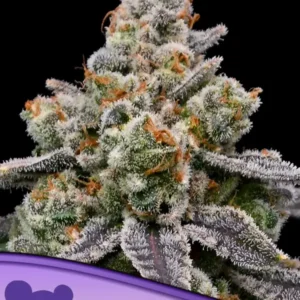Frozen Face Auto Feminized Seeds