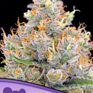 Future #1 Feminized Seeds