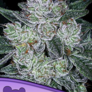 Future #1 Auto Feminized Seeds