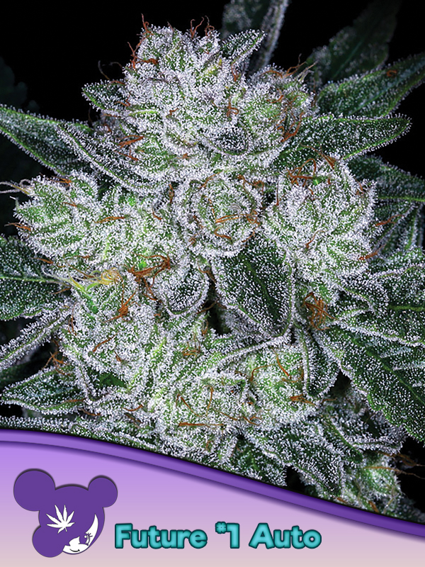 Future #1 Auto Feminized Seeds