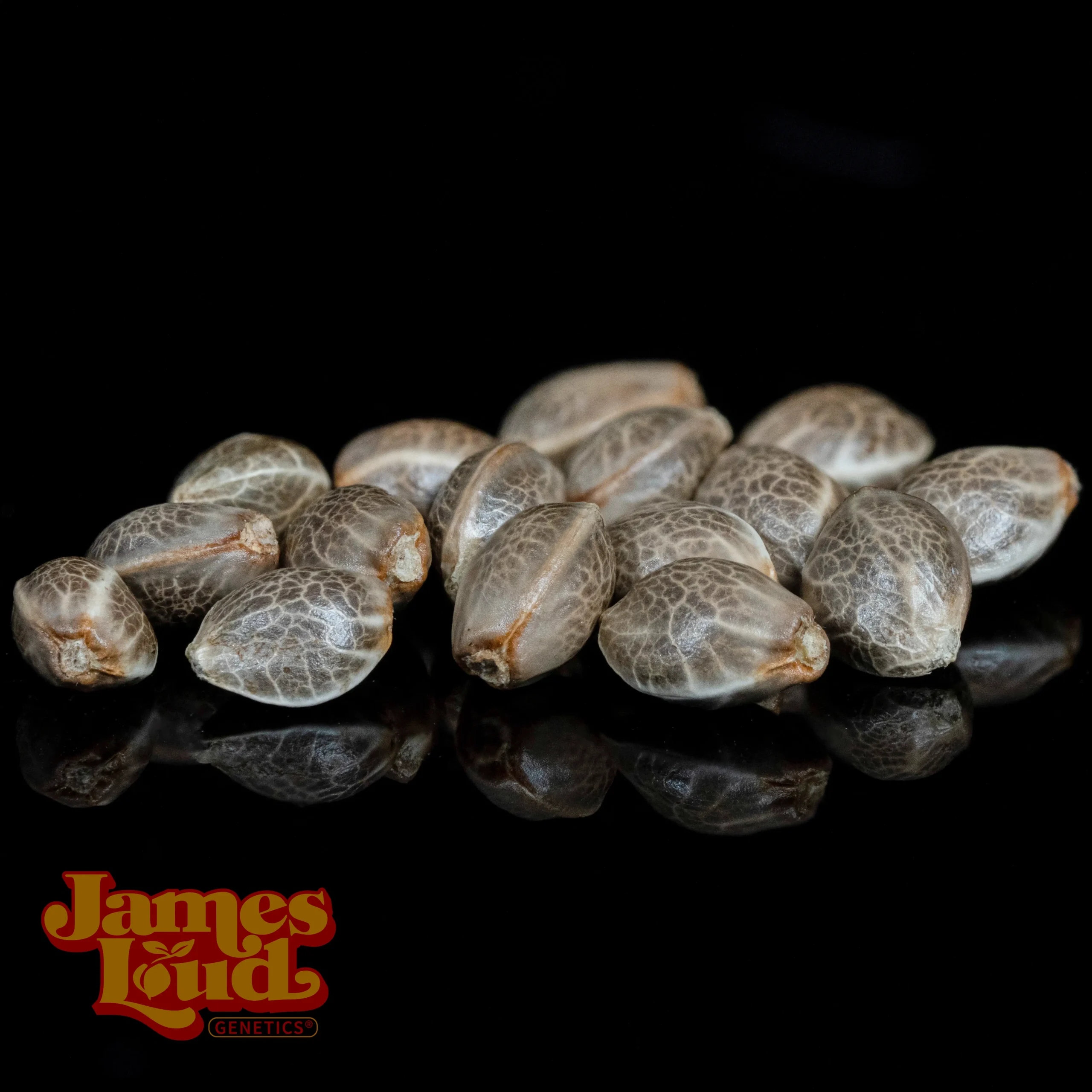 Gee Zee Feminized Seeds