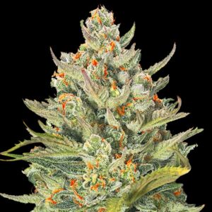 Mimosa Max Auto Feminized Seeds