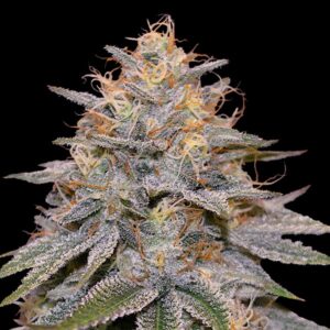 Orange Frappe Feminized Seeds