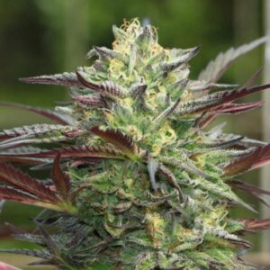 G.S. Cookies Auto Feminized Seeds