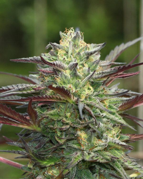 G.S. Cookies Auto Feminized Seeds