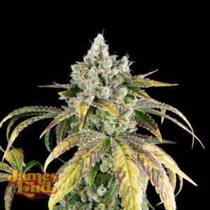 Gorilla Cookies OG Auto Feminized Seeds