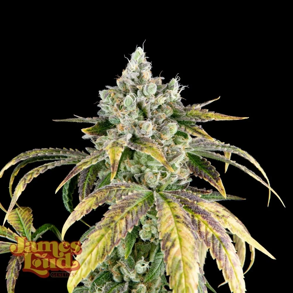 Gorilla Cookies OG Auto Feminized Seeds