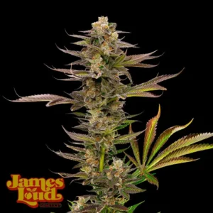 Guavalato Auto Feminized Seeds