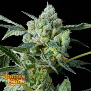 Haight Street Haze Feminized Seeds