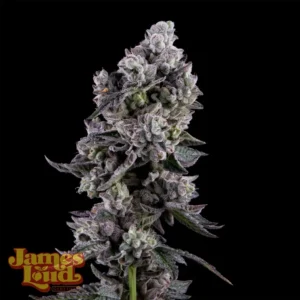 Havana Bandana Regular Seeds