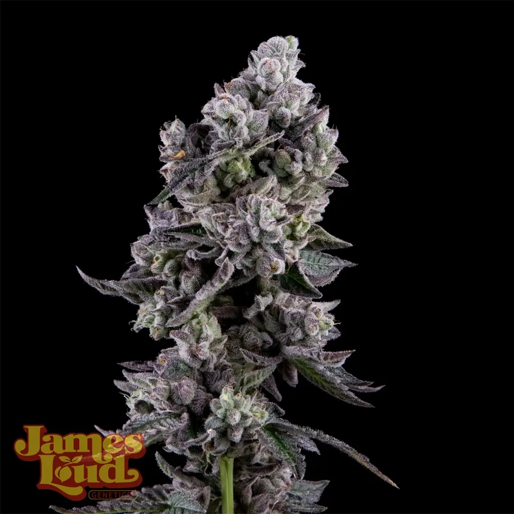 Havana Bandana Regular Seeds