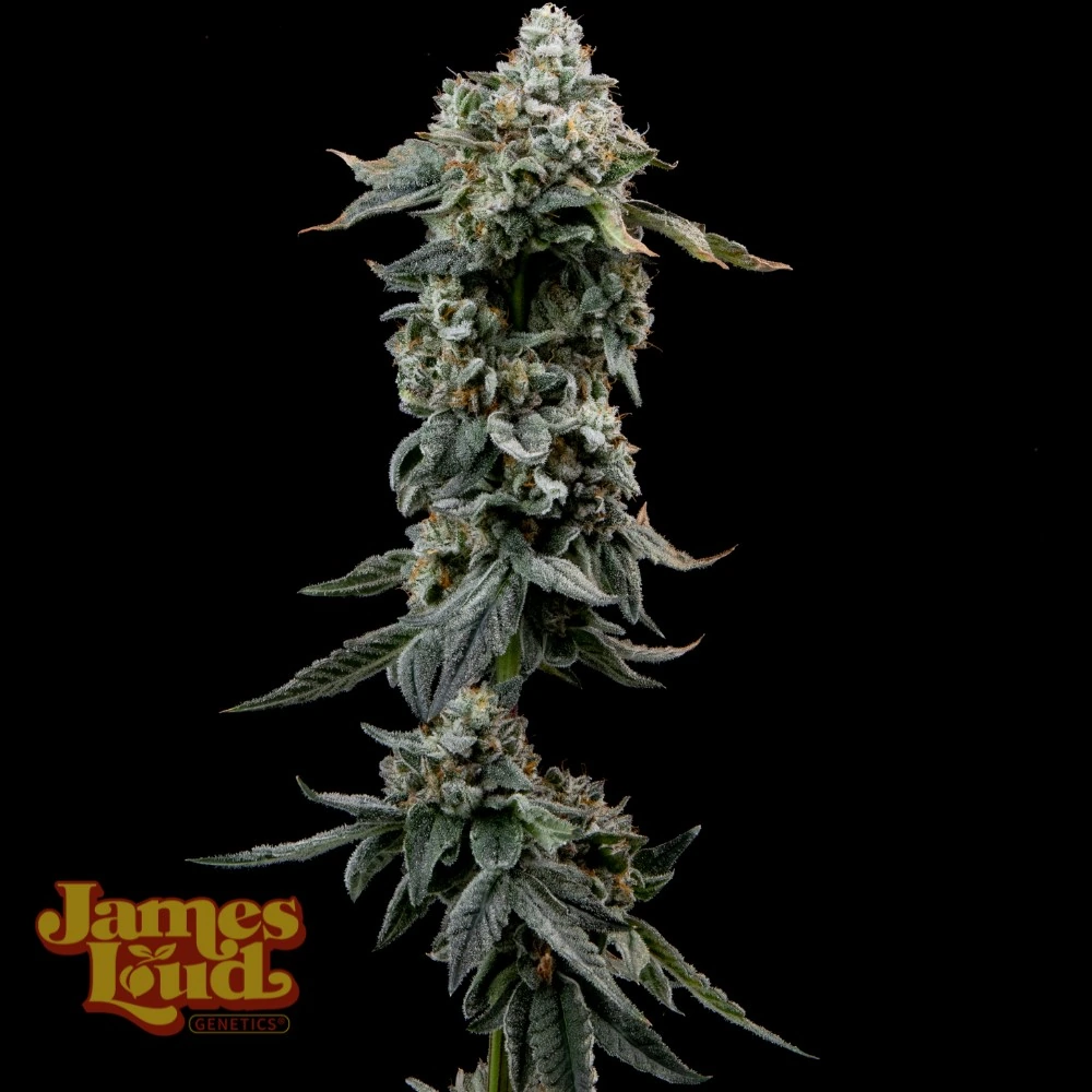 Heavy Z Feminized Seeds