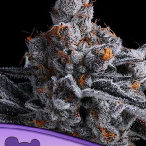 High Mars Feminized Seeds