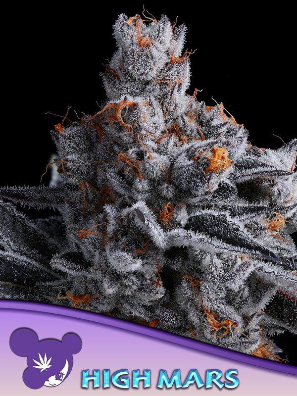 High Mars Feminized Seeds