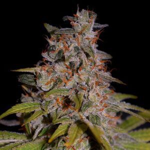 Honey Papaya Feminized Seeds