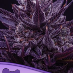 Imperium X Feminized Seeds