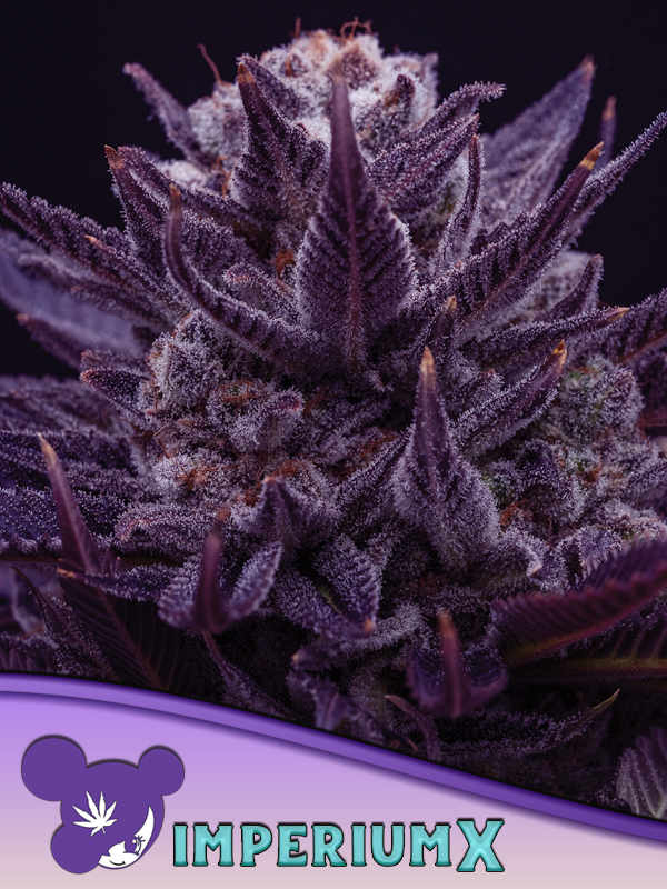 Imperium X Feminized Seeds