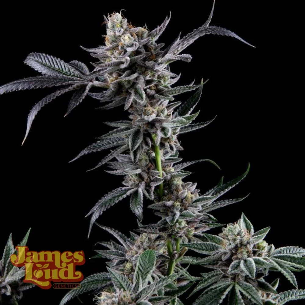 Kuru Kashi (Ltd. Release) Feminized Seeds