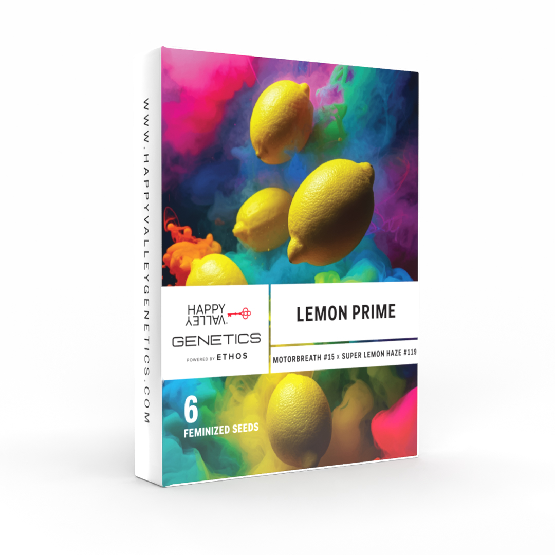 Lemon Prime Feminized Seeds