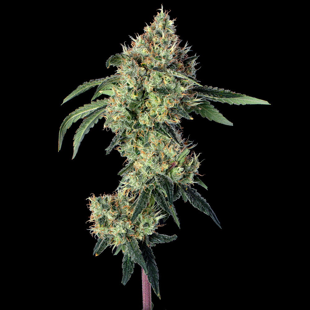 Lemon Prime Feminized Seeds