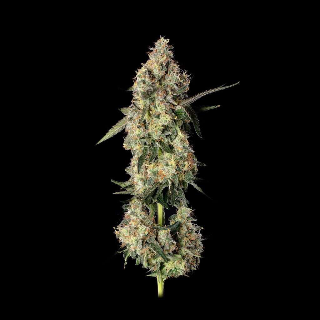 Lemon Smuggler Feminized Seeds
