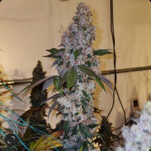 Liquer R1 Feminized Seeds