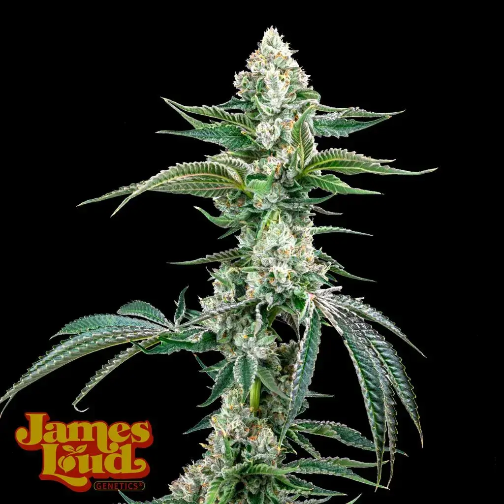 OG Kush F4 IBL Auto Feminized Seeds