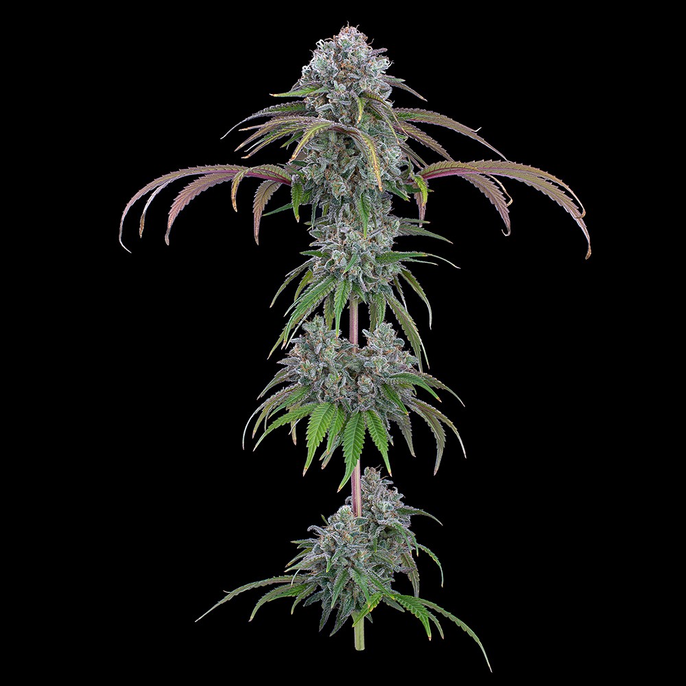 Ocifer Feminized Seeds