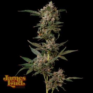 Petrol Pop Feminized Seeds