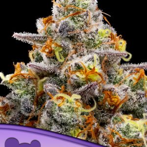 Purple Boost Highness Feminized Seeds