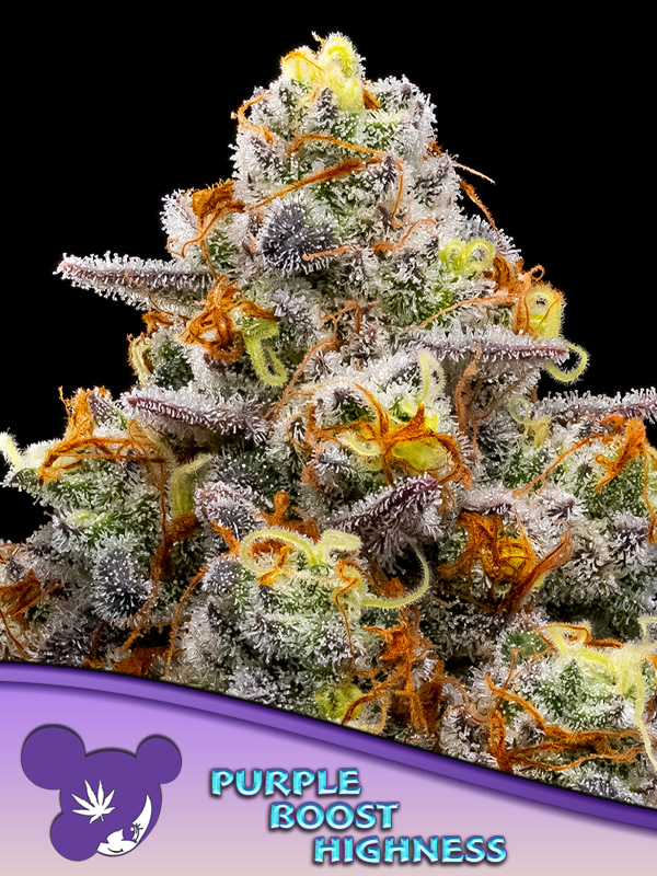 Purple Boost Highness Feminized Seeds