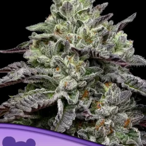 Smashberry Fumez Feminized Seeds