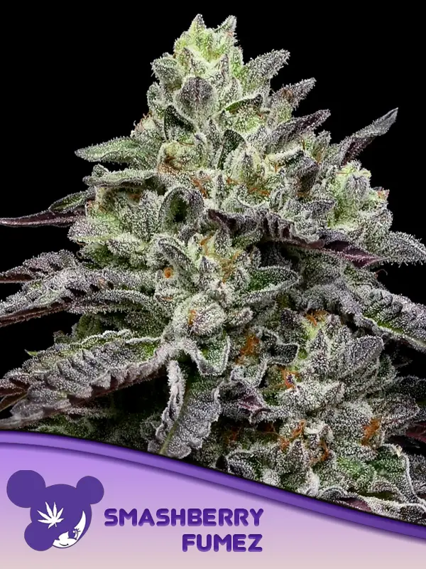 Smashberry Fumez Feminized Seeds