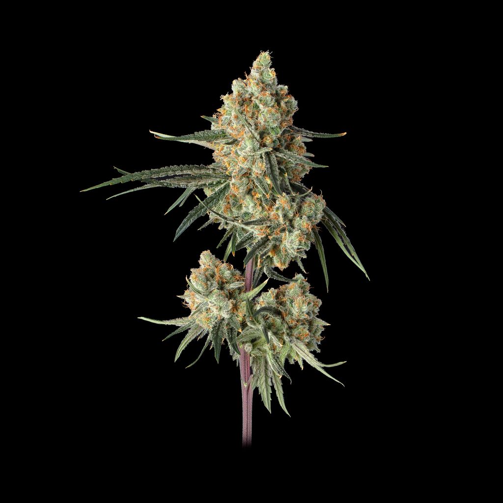Sour Berry Shake Feminized Seeds