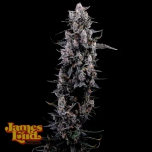 Sour Grape Diesel Feminized Seeds