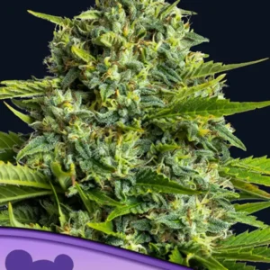 Sticky Boof Feminized Seeds