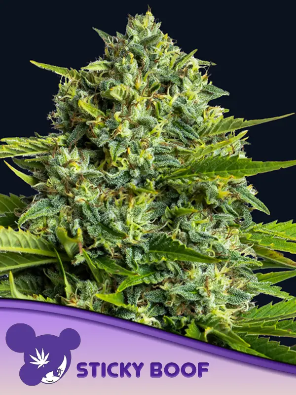 Sticky Boof Feminized Seeds