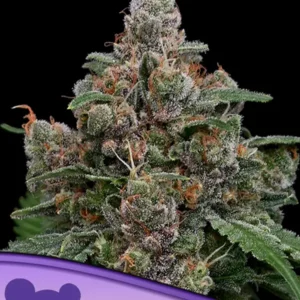 Sun of a Peach Feminized Seeds