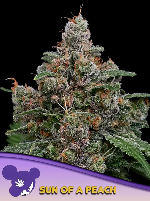 Sun of a Peach Feminized Seeds