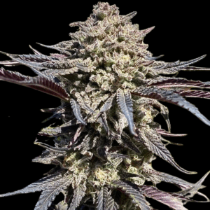 Super Banana Runtz Feminized Seeds