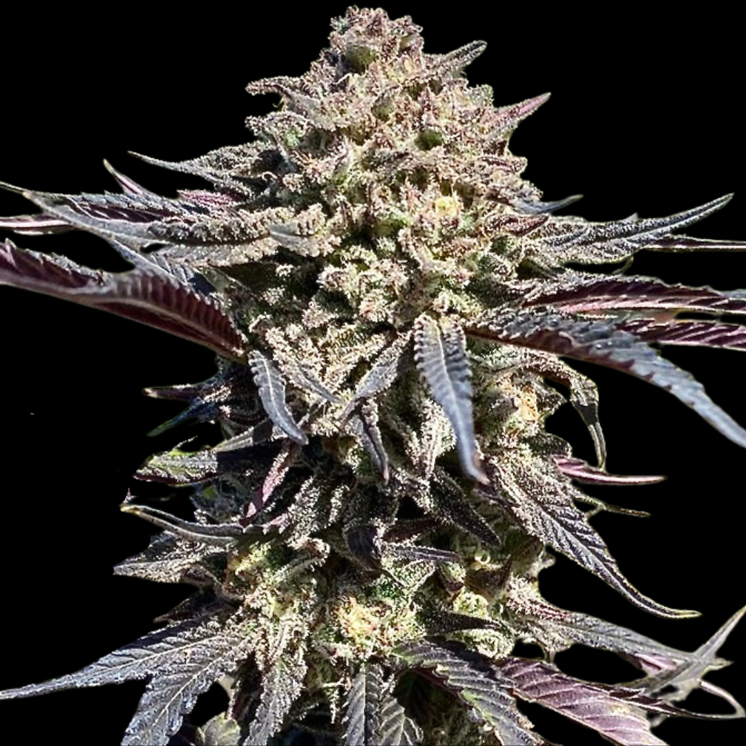 Super Banana Runtz Feminized Seeds