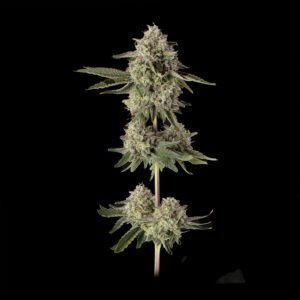 Super Belts Feminized Seeds