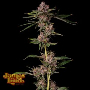 Triangle Lemon Cherry Feminized Seeds
