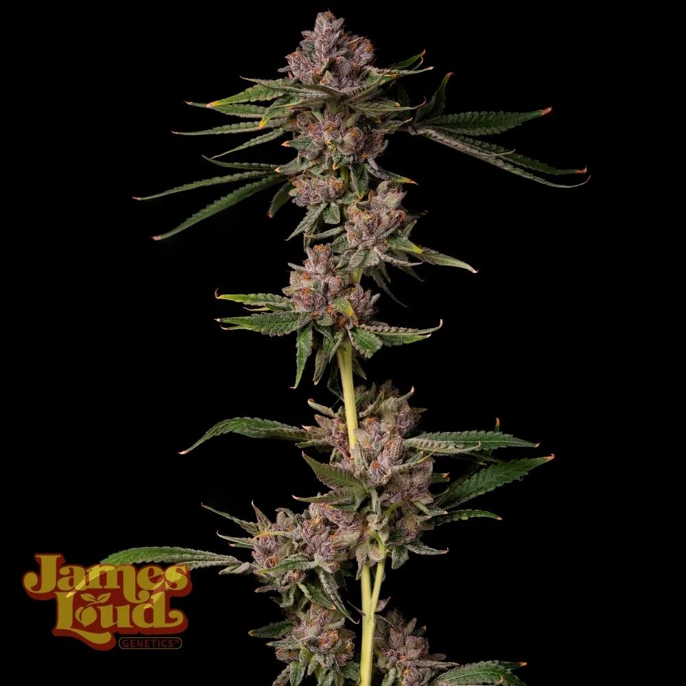 Triangle Lemon Cherry Feminized Seeds