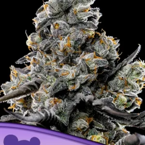 Violet Face Feminized Seeds