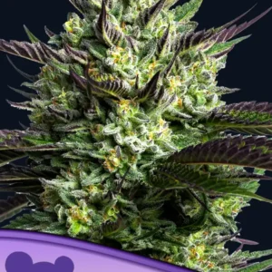 WHAM BOOM Feminized Seeds